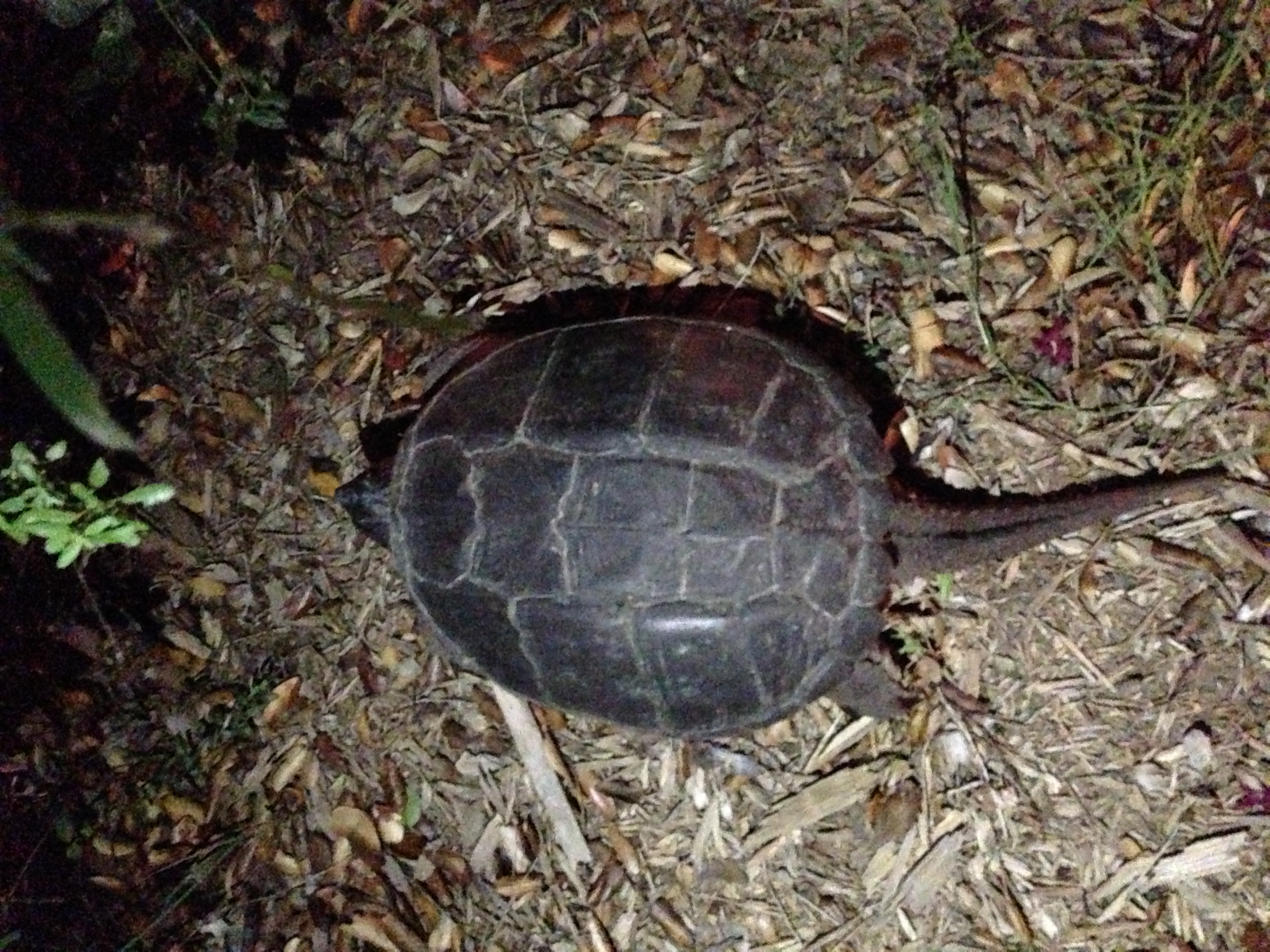 a turtle or another reptile