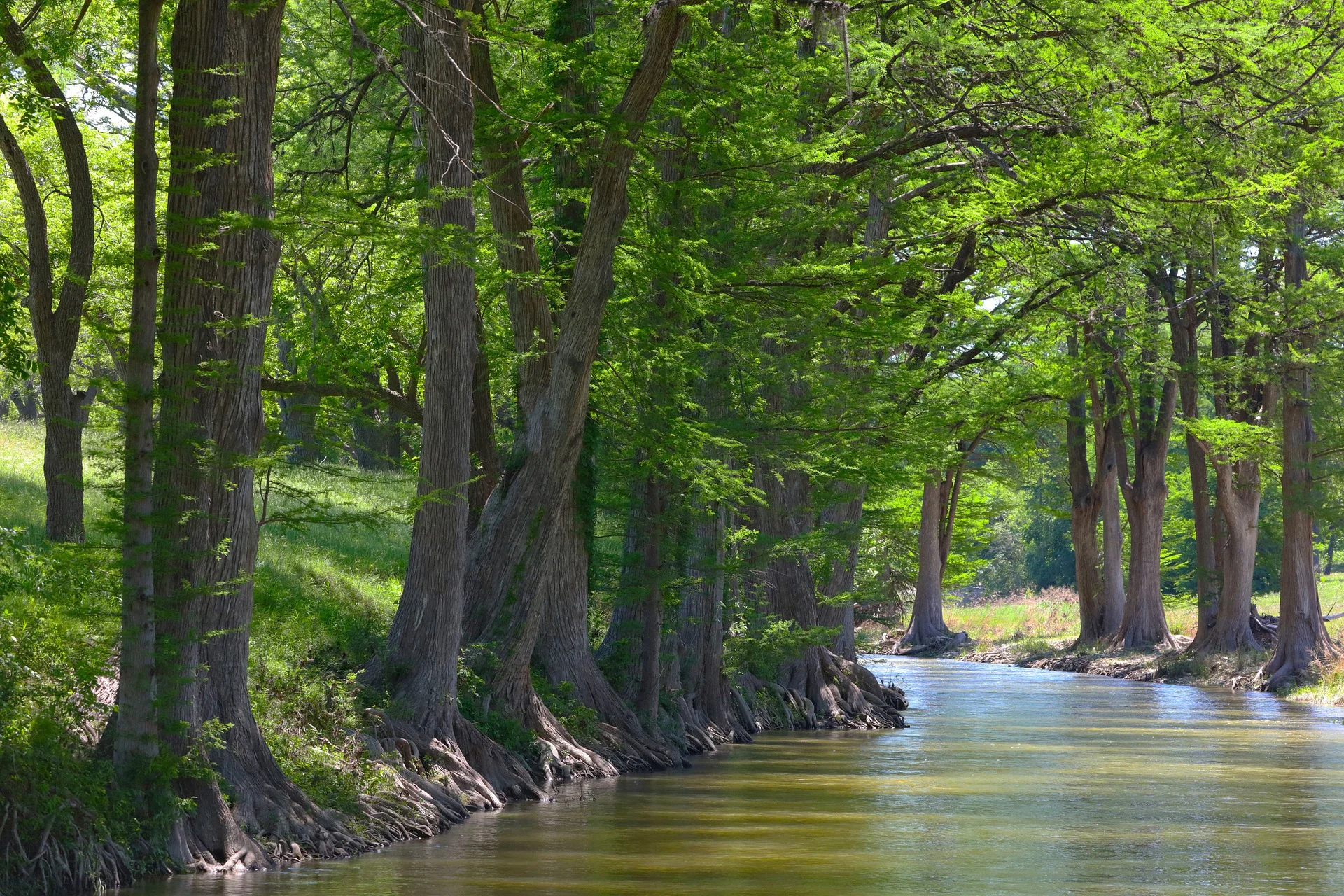 cypress trees